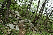 61 In saliscendi su sentiero anche su roccette nel bosco di carpini neri